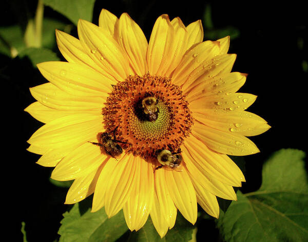 Sunflower Art Print featuring the photograph Sunflower and Bees by Nancy Landry