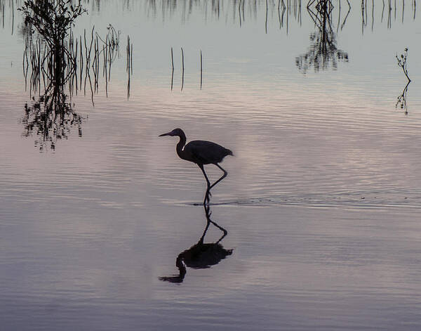 Great Blue Heron Art Print featuring the photograph Sundown Heron Silhouette by William Bitman