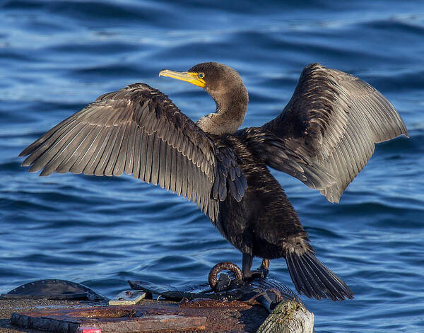  Double-crested Cormorant Art Print featuring the photograph Sundrying Cormorant by Carl Olsen