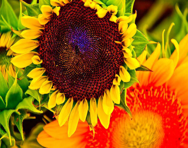 Sunflower Art Print featuring the photograph Sunflower Joy by Jennifer Lycke