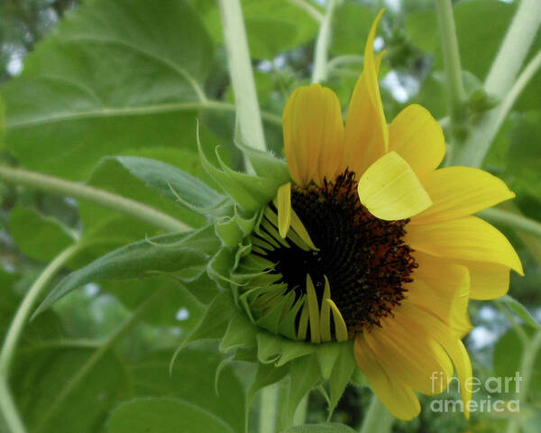 Sunflower Art Print featuring the photograph Sunflower Rising by Kristin Aquariann