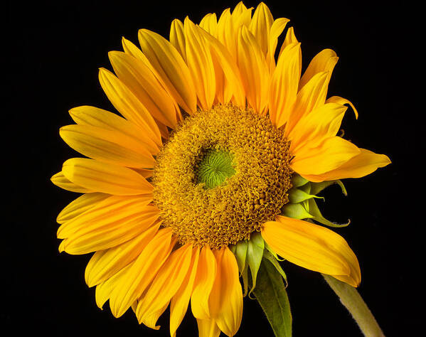 Mood Art Print featuring the photograph Sunflower Study by Garry Gay