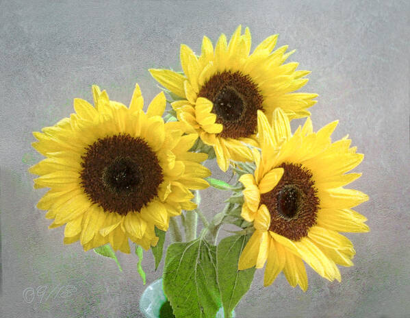 Sunflower Art Print featuring the photograph Sunflower Trio by Louise Kumpf