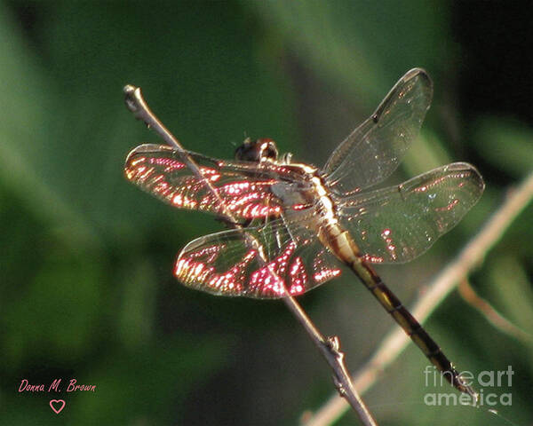 Dragonfly Art Print featuring the photograph Sunset Dragonfly by Donna Brown