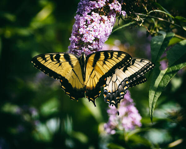 Swallowtail Butterfly Art Print featuring the photograph Swallowtail Butterfly at the Maryland Zoo by Bill Swartwout
