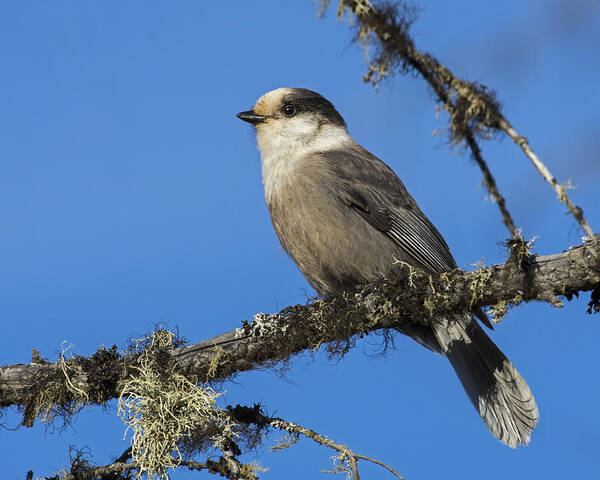 Gray Jay Art Print featuring the photograph Swampy Perch by Tony Beck