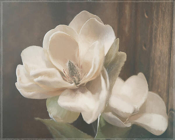 Sweet Magnolia Blossom By Tl Wilson Photography Is A Digital Painting Made From An Original Photograph Of A Magnolia Blossom Against A Rustic Background. Art Print featuring the mixed media Sweet Magnolia Blossom by Teresa Wilson