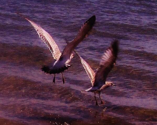 Seagulls Art Print featuring the photograph Synchronized Landing by Sharon Ackley