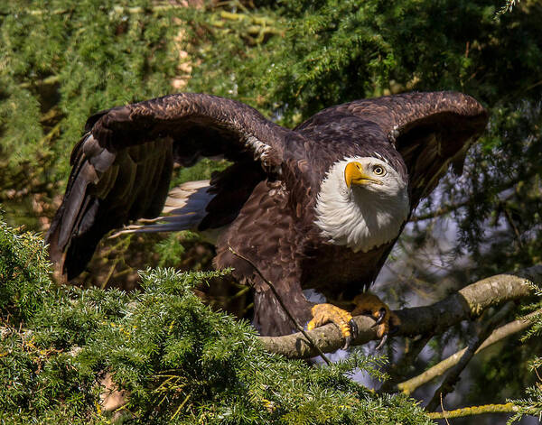 Bald Eagle Art Print featuring the photograph Take-off by Carl Olsen