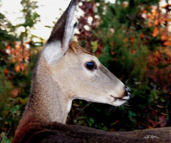 Deer Art Print featuring the photograph Tav by Bill Stephens