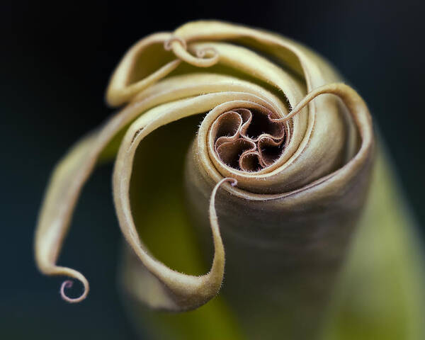 Angel's Trumpet Art Print featuring the photograph Tentacles by Margaret Barry