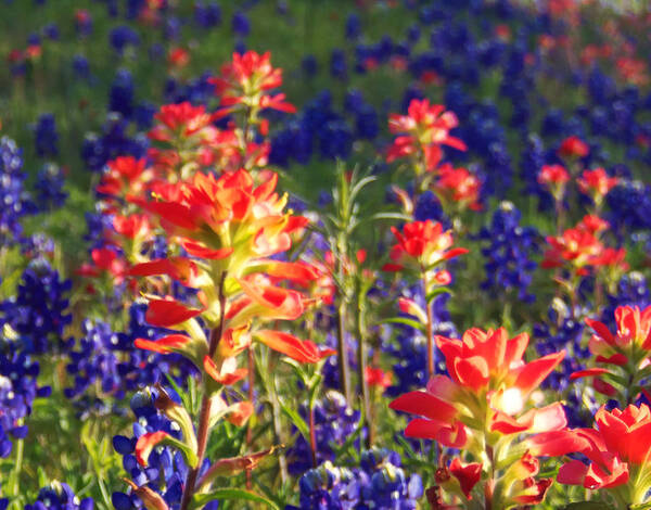 Wildflower Photo Prints Art Print featuring the photograph Texas Paintbrush Party by Karen Kennedy Chatham