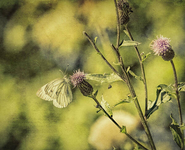 Butterfly Art Print featuring the photograph Textured Butterdly by Leif Sohlman