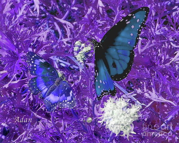 Butterflies Art Print featuring the photograph The Beauty of Sharing - Purple by Felipe Adan Lerma