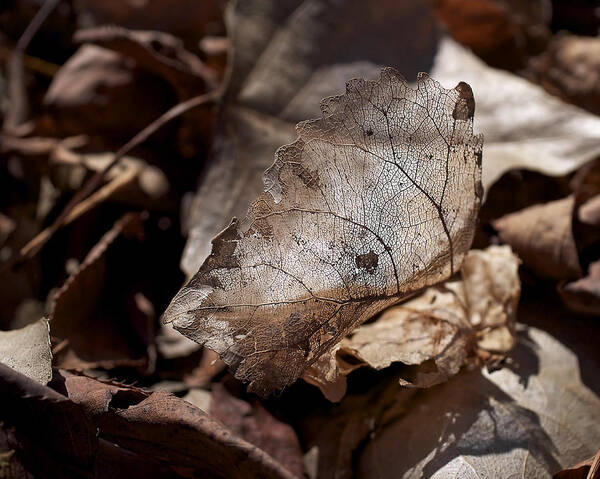 Leaf Art Print featuring the photograph The Beauty of the End by Rona Black