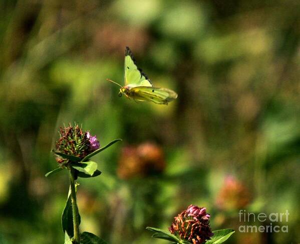 Related Tags: Art Print featuring the photograph The Butterfly Dance-4 by Robert Pearson