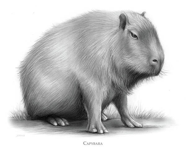 Prints of Digital illustration of Capybara (Hydrochoerus