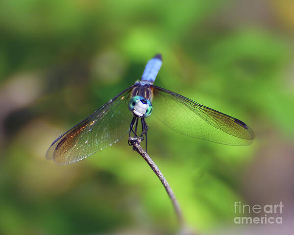 Dragonfly Art Print featuring the photograph The Face of a Dragon by Kerri Farley