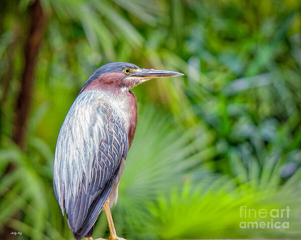 Birds Art Print featuring the photograph The Green Heron by Judy Kay