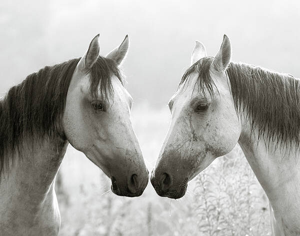 Equine Art Print featuring the photograph The Greys by Ron McGinnis