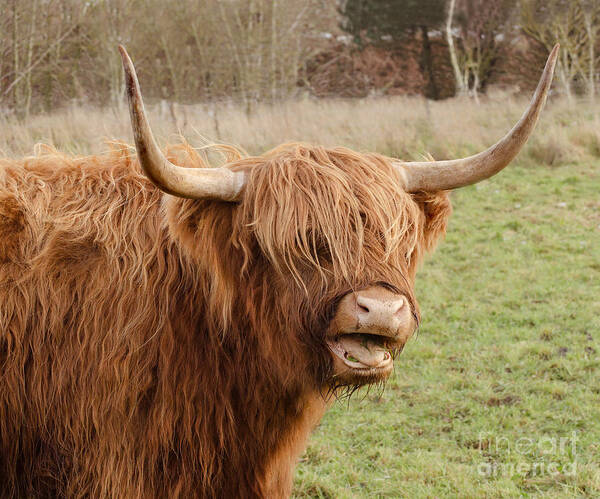 Highland Cow Art Print featuring the photograph The Happy Highlander by Linsey Williams