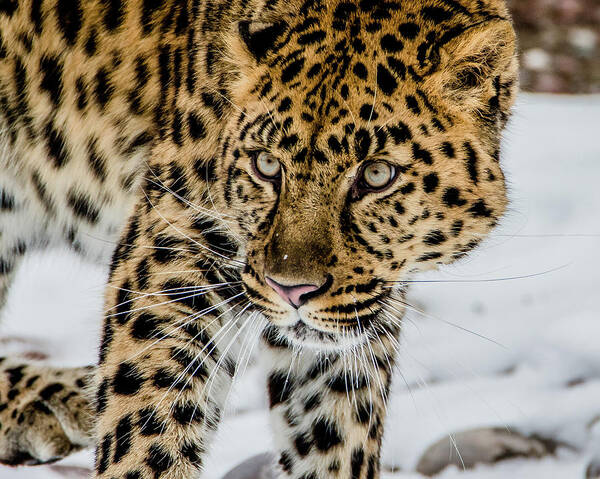 Amur Leopard Art Print featuring the photograph The Look by Teresa Wilson