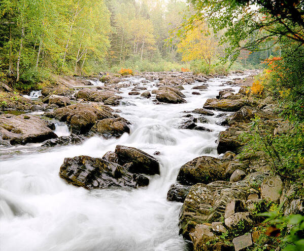 Stream Art Print featuring the photograph The Nymphs of Moxie Stream Photo by Peter J Sucy