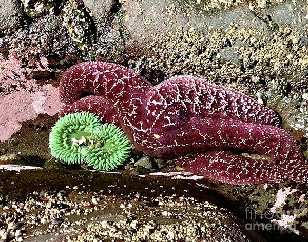 Starfish Art Print featuring the photograph The starfish and the sea cucumbers by LeLa Becker