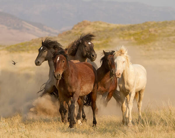 Wild Horse Art Print featuring the photograph The Wild Bunch by Kent Keller