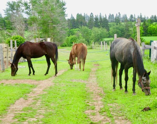 Horses Art Print featuring the photograph Three Horses by Stephanie Moore