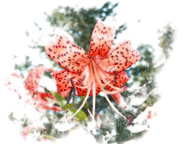 Tiger Art Print featuring the photograph Tiger Lily by Michele A Loftus