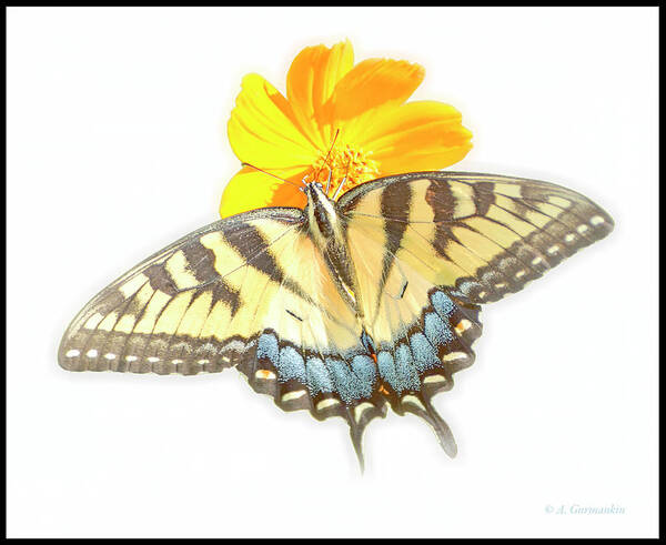 Tiger Swallowtail Butterfly Art Print featuring the digital art Tiger Swallowtail Butterfly, Cosmos Flower by A Macarthur Gurmankin