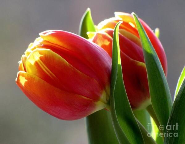 Tulips Art Print featuring the photograph Tiptoe Through the Tulips by Lori Lafargue