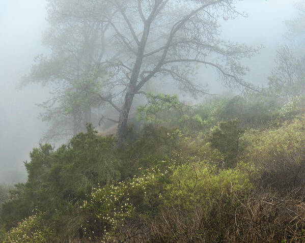 Torrey Pines Art Print featuring the photograph Tree on a foggy hill by Joseph Smith