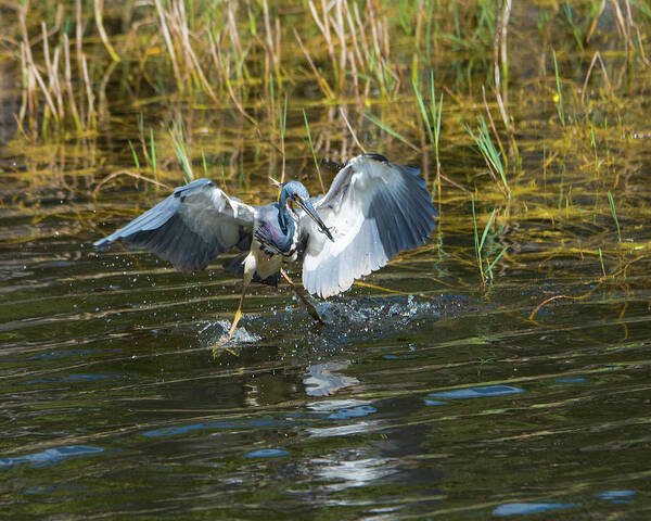 Tri-colored Heron Art Print featuring the photograph Tricolored Heron Dinner and Dancing by Artful Imagery