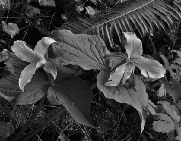 Flower Art Print featuring the photograph Trillium's in the Wild BW by Charles Lucas