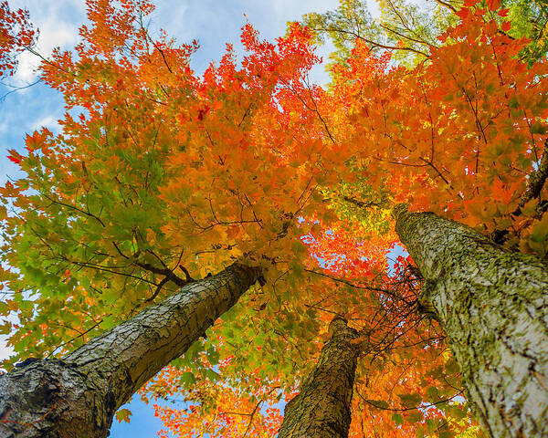 Maple Tree Art Print featuring the photograph Triple the Maples by Tim Kirchoff