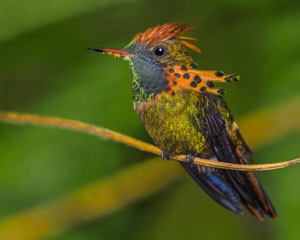 Tufted Coquette Art Print featuring the photograph Tufted Coquette by Tony Beck