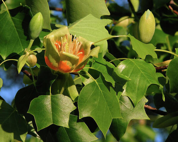 Nature Art Print featuring the photograph Tulip Poplar by Peggy Urban