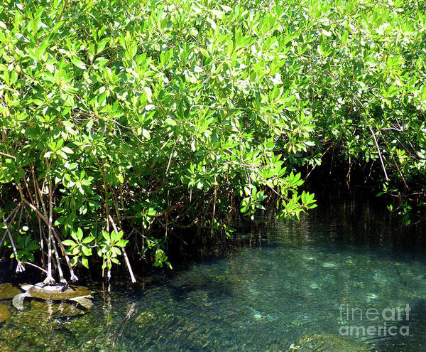 Turtle Art Print featuring the photograph Turtle swim by Francesca Mackenney