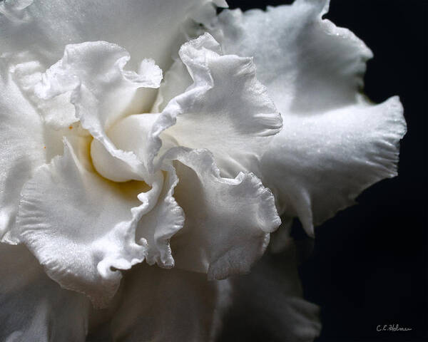 Flower Art Print featuring the photograph Twisting Folds by Christopher Holmes