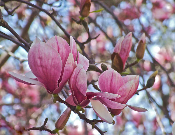 Magnolias Art Print featuring the photograph Vernon Magnolias with Buds by Janis Senungetuk