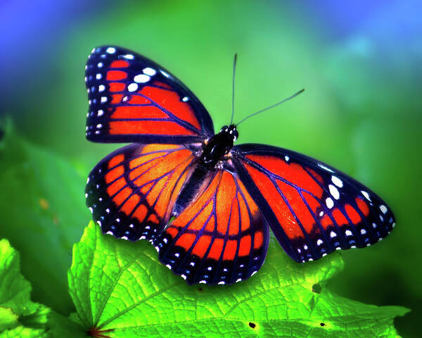 Monarch Butterfly Art Print featuring the photograph Viceroy Perch by Mark Andrew Thomas