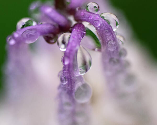 Nature Art Print featuring the photograph Violet Mist by Sue Capuano