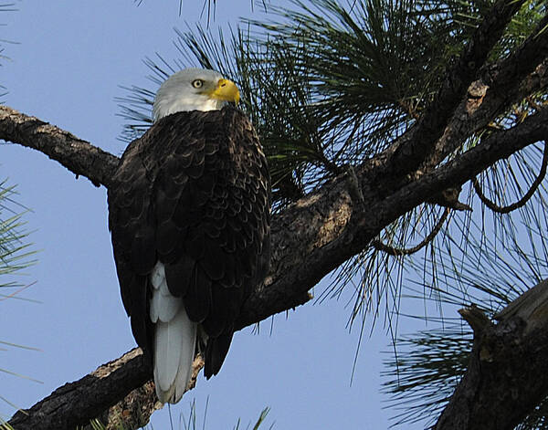 Eagle Art Print featuring the photograph Waiting and Watching by Keith Lovejoy