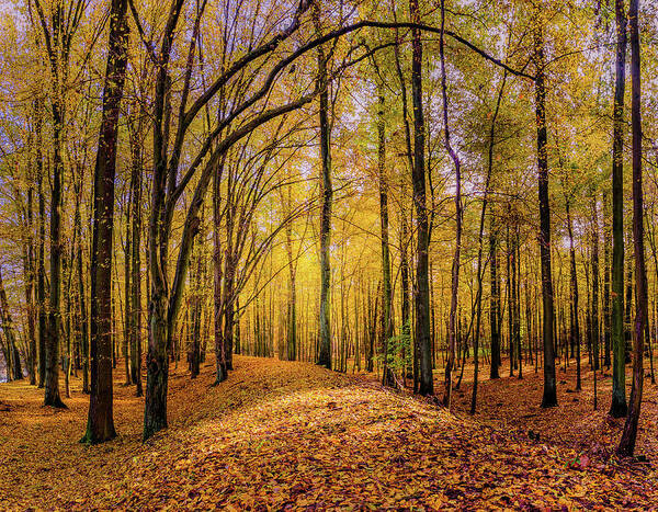 Europe Art Print featuring the photograph Walkway in the autumn woods by Dmytro Korol