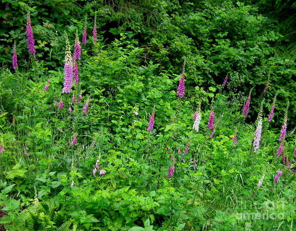 Foxgloves Art Print featuring the painting Washington Wild Flowers Foxglove by Larry Bacon