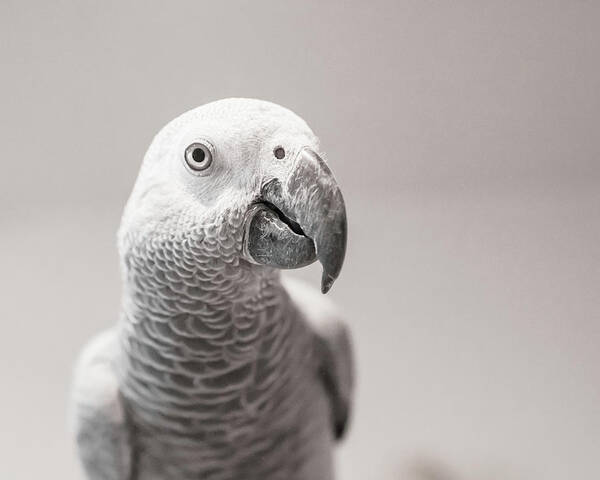 African Grey Art Print featuring the photograph Watchful by Jennifer Grossnickle