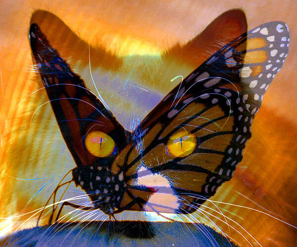 Cat Art Print featuring the photograph Watching butterlies by David Lee Thompson
