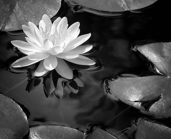 Water Lily Art Print featuring the photograph Water Lily by Peg Runyan